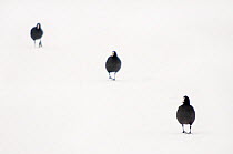 Three Common Coot (Fulica atra) walking across snow. The Netherlands, January.