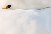 Whooper Swan (Cygnus cygnus) with its beak in its feathers, eye open. The Netherlands, January.