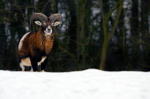 European Mouflon (Ovis musimon) male in snow. The Netherlands, January.