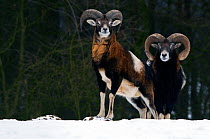 Two European Mouflon (Ovis musimon) males in snow. The dominant male is to the right, identified by the more developed horns. The Netherlands.