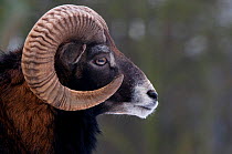 European Mouflon (Ovis musimon) male head profile. The Netherlands, January.