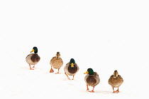 Five Mallard (Anas platyrhynchos) walking in a line across snow. Three males and two females. The Netherlands, January.