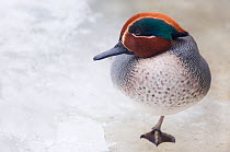 Teal (Anas crecca) male standing on one leg on ice. The Netherlands, January.