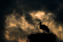 White Stork (Ciconia ciconia) on nest, silhouetted against stormy sky. The Netherlands, April.
