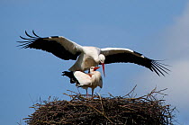 Breeding pair of White Stork (Ciconia ciconia) mating on nest. The Netherlands, April.