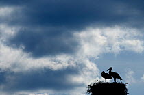 Breeding pair of White Stork (Ciconia ciconia) on nest. The Netherlands, April.