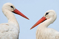 RF- Two White Stork (Ciconia ciconia). The Netherlands, April. (This image may be licensed either as rights managed or royalty free.)