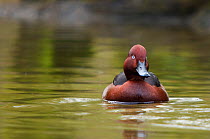 Ferruginous Duck (Aythya nyroca) on water. The Netherlands.