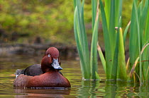 Ferruginous Duck (Aythya nyroca) on water by reeds. The Netherlands.