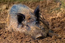 Wild Boar (Sus scrofa) wallowing in mud. The Netherlands.