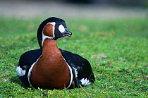 Red Breasted Goose (Branta ruficollis) resting on grass. Captive. The Netherlands.