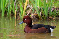 Ferruginous Duck (Aythya nyroca) on water, in profile. The Netherlands.