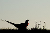Common Pheasant (Phasianus colchicus) on grassland. The Netherlands.