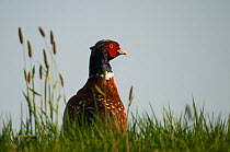Common Pheasant (Phasianus colchicus) male on grassland. The Netherlands.