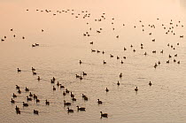 Flock of Greylag Goose (Anser anser) on calm water. The Netherlands, March.