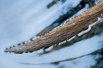 Close-up of European Otter (Lutra lutra) tail in water. Captive. The Netherlands.