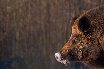 Wild Boar (Sus scrofa) male in profile with snow on its snout. The Netherlands, January.