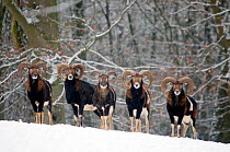 Five European Mouflon (Ovis musimon) males in snowy woodland. The Netherlands, January.