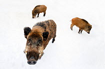Three Wild Boar (Sus scrofa) foraging in snow. The Netherlands, January.
