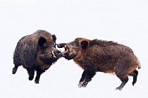Wild Boar (Sus scrofa) males fighting in snow. The Netherlands, January.