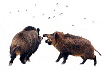 Wild Boar (Sus scrofa) males fighting in snow as Chaffinch (Fringilla coelebs) take flight. The Netherlands, January.