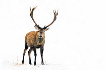 Red Deer (Cervus elaphus) male standing in snow. The Netherlands, January.