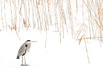 Grey heron (Ardea cinerea) standing on snow with reeds. The Netherlands, January.