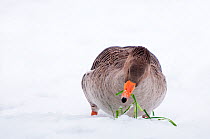 Greylag Goose (Anser anser) foraging on grass through snow. The Netherlands, January.