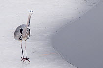 Grey Heron (Ardea cinerea) walking on ice by water. The Netherlands, January.
