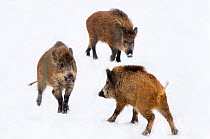 Three juvenile Wild Boar (Sus scrofa). The Netherlands, January.