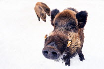 Wild Boar (Sus scrofa) in snow, one with snout to the camera. The Netherlands, January.