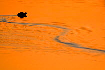 Common Coot (Fulica atra) swimming and leaving a curved wake. The Netherlands, July.