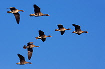 RF- Seven White-fronted Goose (Anser albifrons) flying in formation. The Netherlands. July. (This image may be licensed either as rights managed or royalty free.)