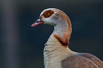Egyptian Goose (Alopochen aegyptiacus) profile. The Netherlands, July.