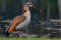 Egyptian Goose (Alopochen aegyptiacus) standing by water. The Netherlands, July.
