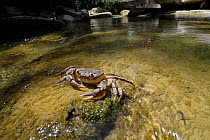 Freshwater Crab (Potamon fluviatile) in a shallow stream. Foreste Casentinesi National Park, Italy, July.