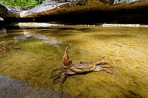 Freshwater Crab (Potamon fluviatile) brandishing claws, in a shallow stream. Foreste Casentinesi National Park, Italy, July.