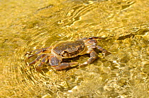 Freshwater Crab (Potamon fluviatile) in a shallow stream. Foreste Casentinesi National Park, Italy, July.