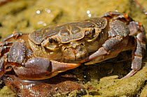 Portrait of a Freshwater Crab (Potamon fluviatile). Foreste Casentinesi National Park, Italy, July.