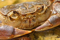 Portrait of a Freshwater Crab (Potamon fluviatile). Foreste Casentinesi National Park, Italy, July.