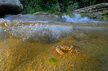 Freshwater Crab (Potamon fluviatile) under rapids in a shallow stream. Foreste Casentinesi National Park, Italy, July.