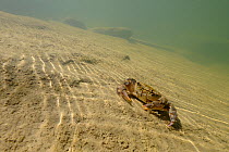 Freshwater Crab (Potamon fluviatile) on stream bed. Foreste Casentinesi National Park, Italy, July.