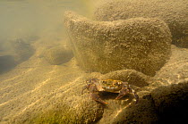 Freshwater Crab (Potamon fluviatile) on a shallow stream bed. Foreste Casentinesi National Park, Italy, July.