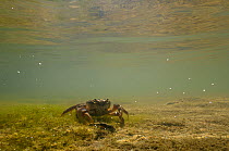Freshwater Crab (Potamon fluviatile) on a shallow stream bed. Foreste Casentinesi National Park, Italy, July.