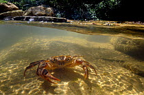 Freshwater Crab (Potamon fluviatile) in a shallow stream - split perspective showing crab beneath and fluvial habitat. Foreste Casentinesi National Park, Italy, July.