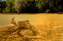 Freshwater Crab (Potamon fluviatile) in a shallow stream - split perspective showing crab beneath and fluvial habitat. Foreste Casentinesi National Park, Italy, July.