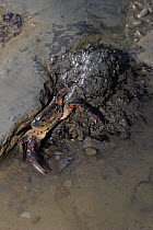 Freshwater Crab (Potamon fluviatile) emerging from hole. Foreste Casentinesi National Park, Italy, July.
