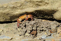 Freshwater Crab (Potamon fluviatile) on pile of mud dug out of hole. Foreste Casentinesi National Park, Italy, August.