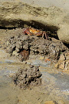 Freshwater Crab (Potamon fluviatile) on pile of mud dug out of hole. Foreste Casentinesi National Park, Italy, August.