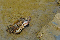 Freshwater Crabs (Potamon fluviatile) mating. Foreste Casentinesi National Park, Italy, August.